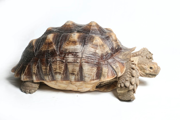 Close-up of African spurred tortoise