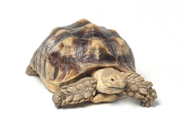 Close-up of African spurred tortoise