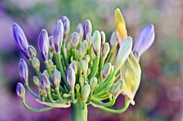 Photo close up of agapanthus lily buds