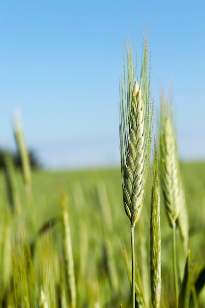 Close up of agricultural field on which grows green unripe rye