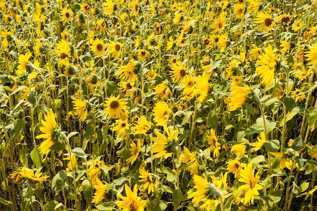 Close up of an agricultural field with yellow sunflowers