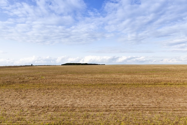 Close up on agricultural field