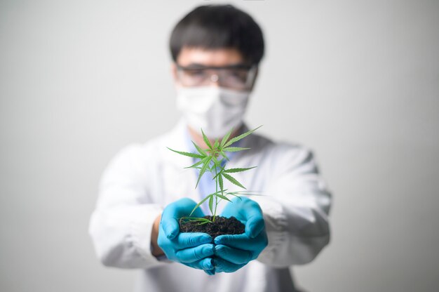 close up of agronomy scientist hands holding a seedling of cannabis hemp plants used for herbal pharmaceutical 