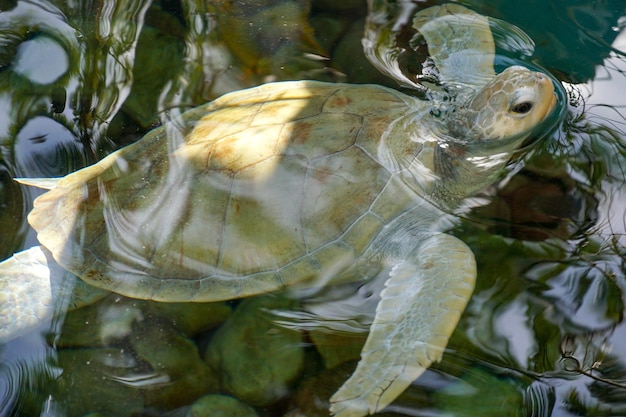 アルビノウミガメのクローズアップ澄んだ水で泳ぐ白いウミガメ