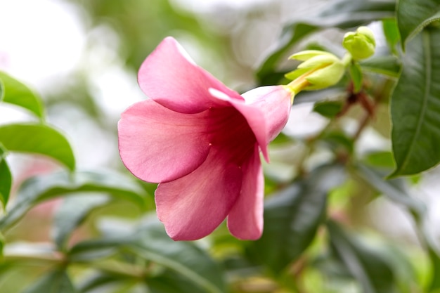 Allamanda catharticaのクローズアップ