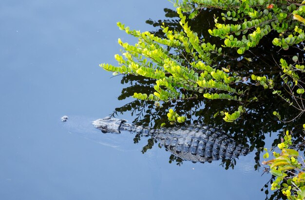 Close up of alligator in everglades