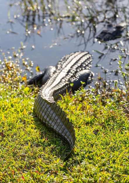 Foto primo piano di alligatore nelle everglades