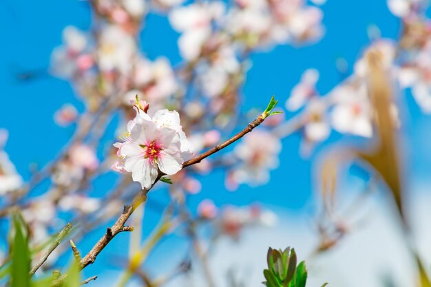 Close up of an almond flower on a sunny day