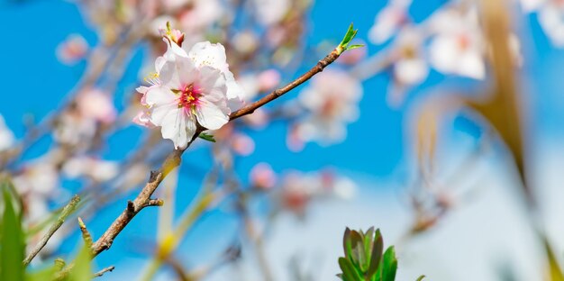 Close up of an almond flower on a sunny day