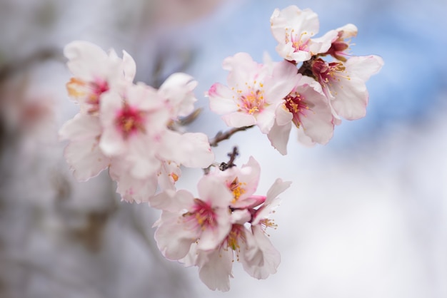 アーモンドの木の花を閉じます。フィールドの浅い深く、選択的なフォーカス。