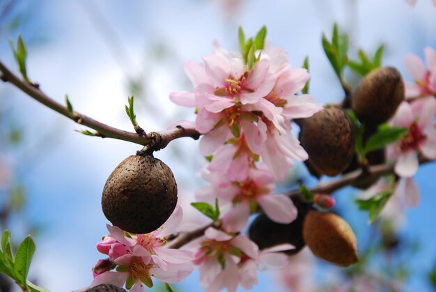 Photo close-up of almonds with blossoms on tree