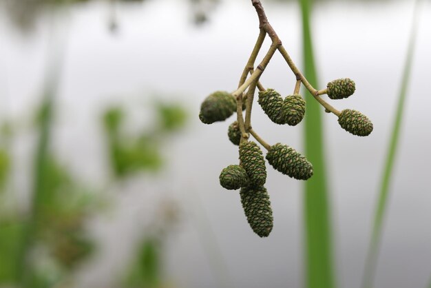 Alnus glutinosa 블랙 알더 트리 콘의 클로즈업