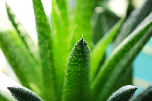 Foto primo piano di aloe aristata succulenta del deserto verde dal sud africa