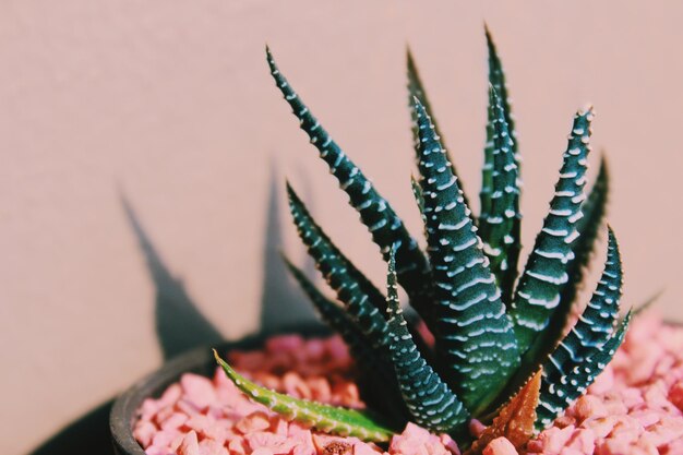 Photo close-up of aloe vera plant against wall