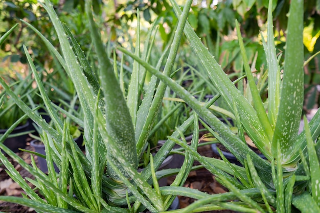 アロエベラの植物を閉じる