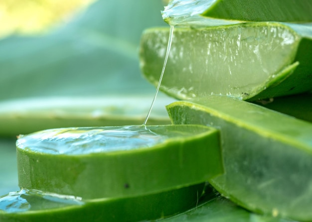 Prossimo piano dell'aloe vera