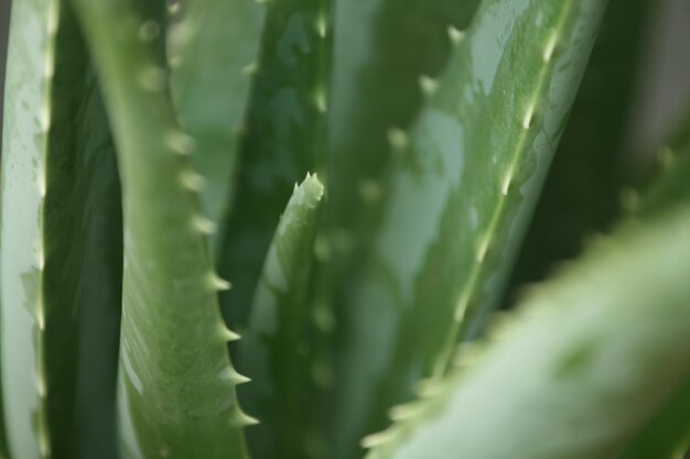 Close-up of aloet plant