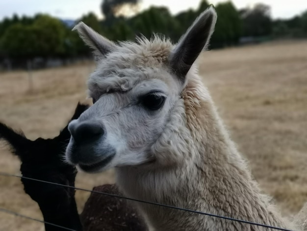 Photo close-up of a alpaca on the field