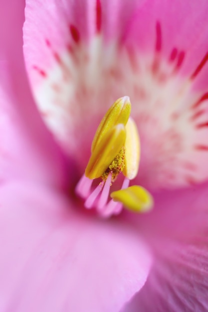 Close-up Alstoemeria-leliebloemblaadjes, stampers, meeldraden en stuifmeel