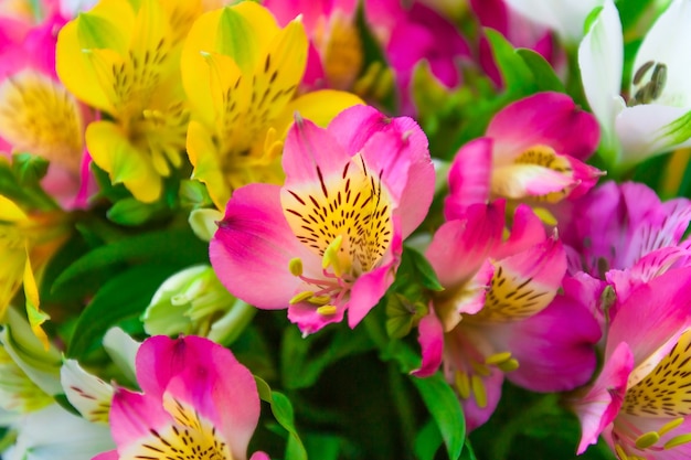 Alstroemeria 꽃 꽃다발을 닫습니다