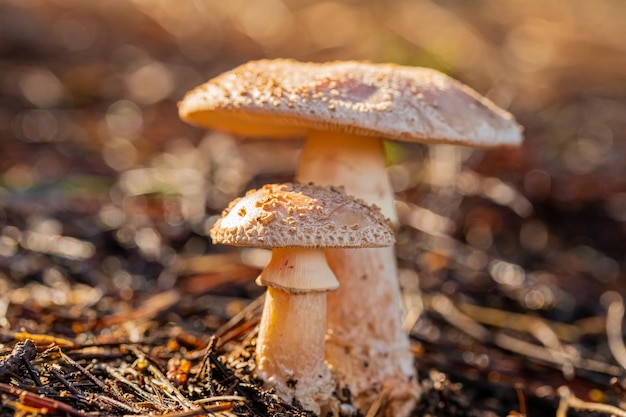 Крупный план Amanita Rubescens, The Blusher Mushrooms in a Pine Forest Plantation in Tokai Forest Cape Town