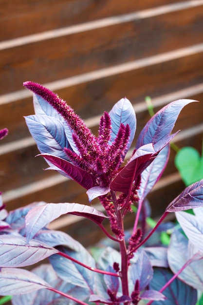 Close-up of Amaranthus cruentus