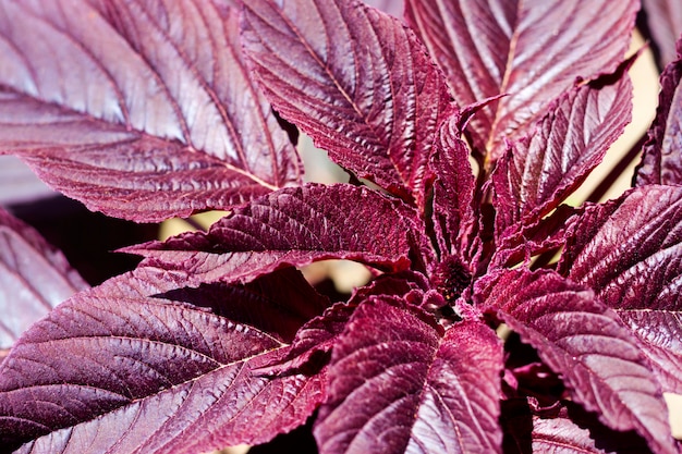 Amaranthus cruentus의 클로즈업