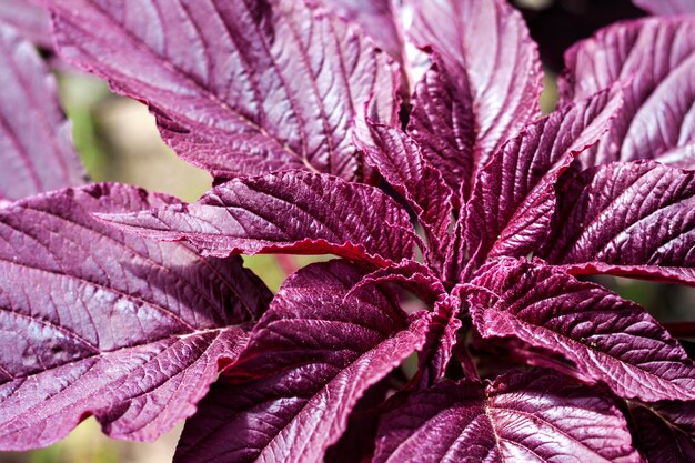 Close-up of Amaranthus cruentus