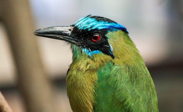 Foto prossimo piano del motmot amazzonico