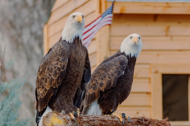 Photo close-up of america bald eagles perching on wood