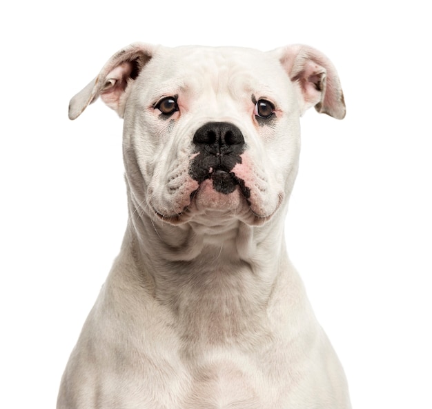 Primo piano di un bulldog americano davanti a un muro bianco