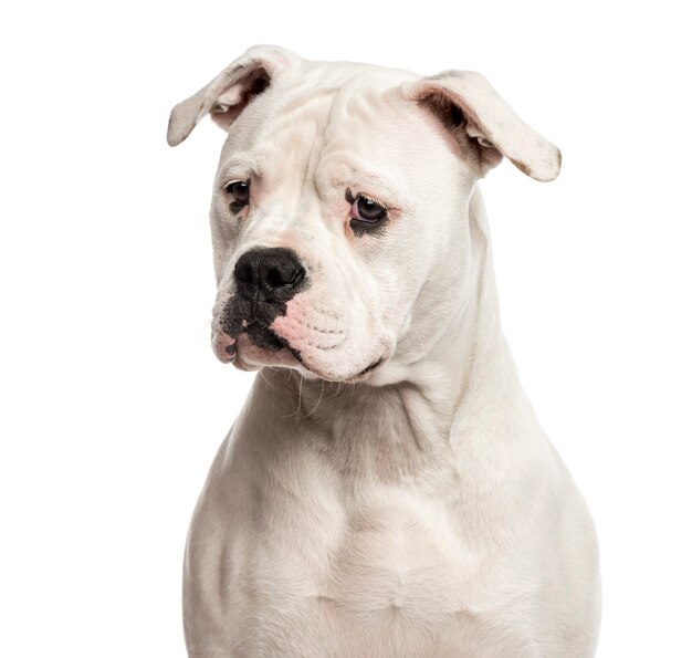 Close-up of an American Bulldog in front of a white wall