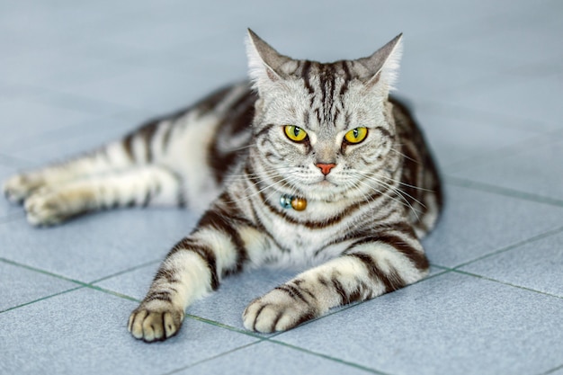 Close up american short hair cat.