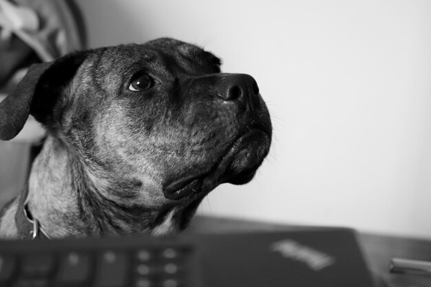 Photo close-up of amstaff dog looking away at home