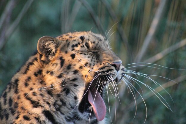 Foto prossimo piano di un leopardo