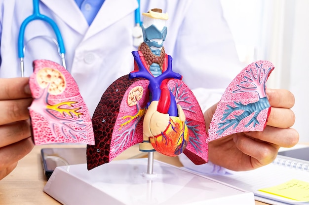 Close up of anatomical model of human lungs