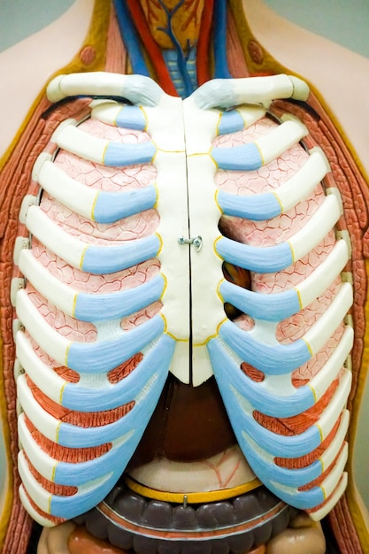 Foto prossimo piano di un organo anatomico