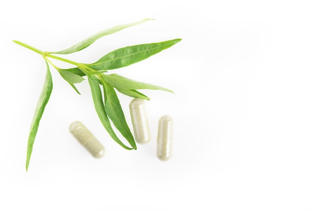 Close up Andrographis paniculata herbal antipyretic capsules isolated on white background