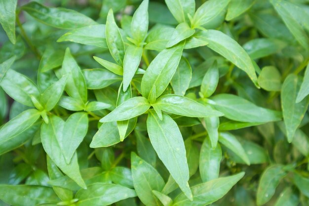 Close up Andrographis paniculata plant leaves Ayurveda herbal medicine