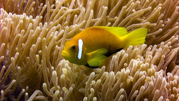 Primo piano di pesce anemone alle maldive.