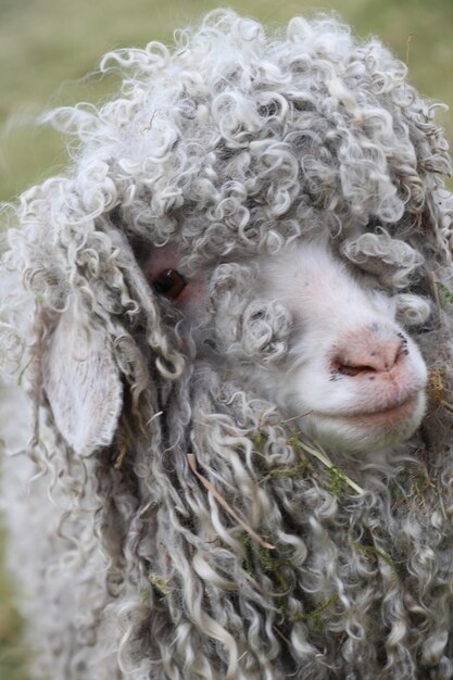 Photo close-up of an angora goat