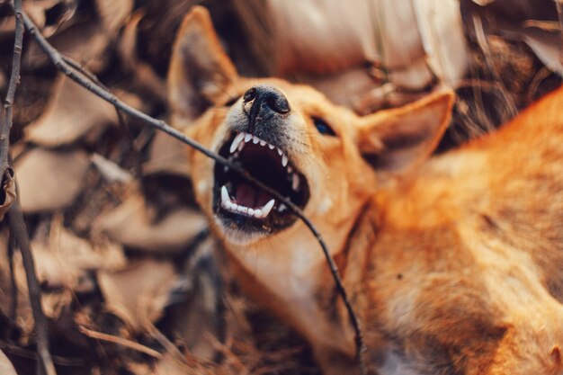 Photo close-up of angry dog