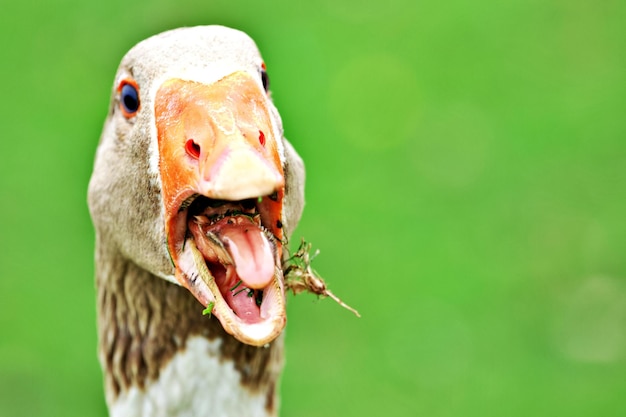 Photo close-up of an angry goose