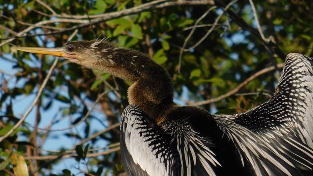 Foto un primo piano di un uccello anhinga