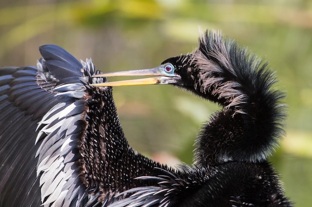 Foto prossimo piano dell'anhinga