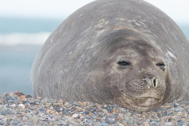 Photo close-up of an animal on beach