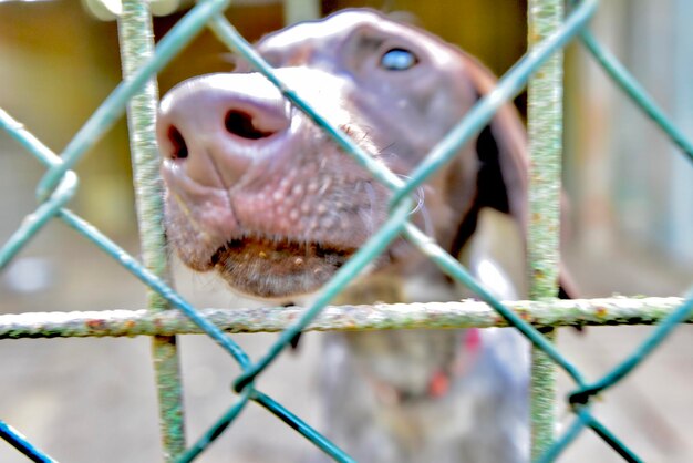 Foto prossimo piano di un animale in gabbia