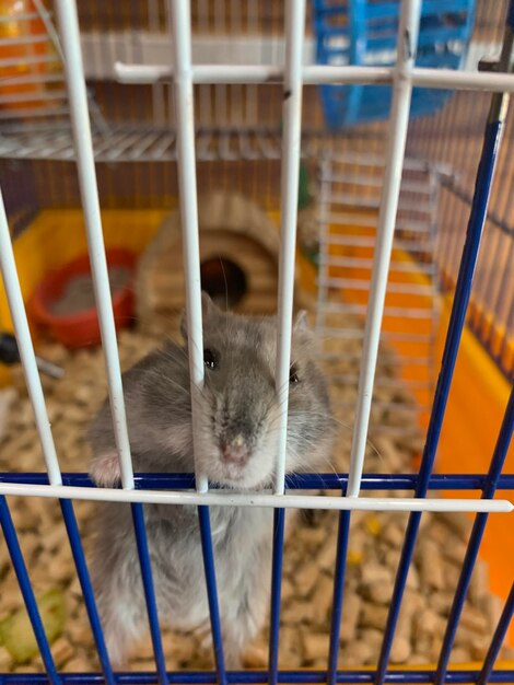 Photo close-up of an animal in cage