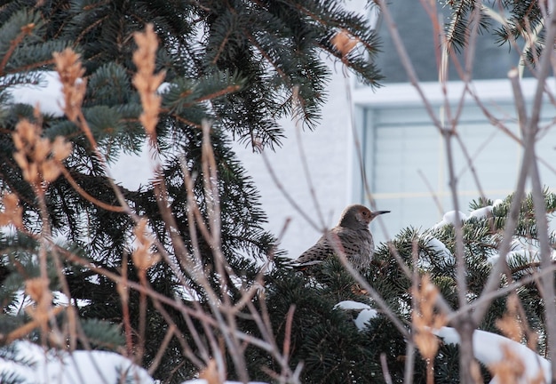 Foto close-up di un animale durante l'inverno