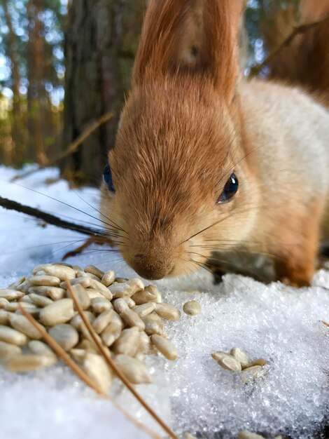 Foto close-up di un animale che mangia ghiaccio